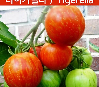 타이거렐라토마토 Tigerella 달콤한 희귀토마토 교육체험용 세트 1