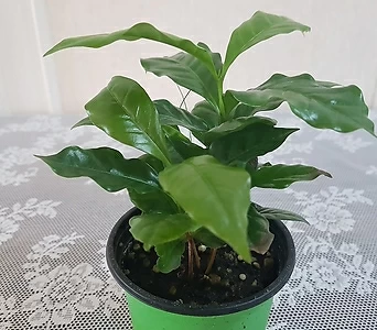 커피나무 아라비카(S) 2020 새상품/공기정화식물 1