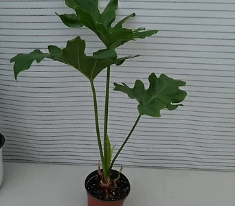 Philodendron Selloum  1