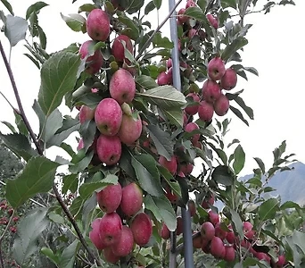 사과나무 묘목 미니사과 (알프스오토메) 접목1년특묘,같이가치농원 1
