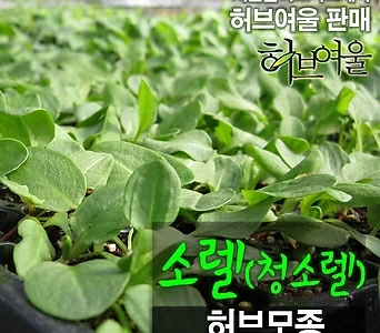 [허브여울모종] 청소렐모종 (Garden sorrel) 700원 (서울육묘생산 허브여울판매 정품허브모종) 1