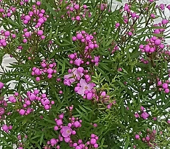 피나타 - 예쁜 핑크 꽃 1