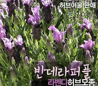 [허브여울모종] 반데라 퍼플 (라벤다 노지월동)  상토만사용 서울육묘생산 정품허브모종 1