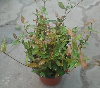 Trachelospermum asiaticum  1