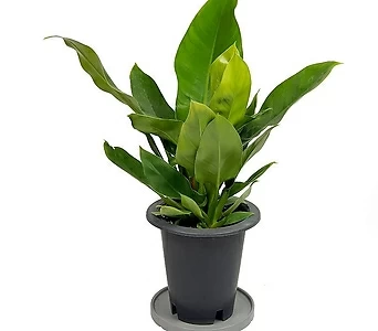 콩고식물 실내공기정화식물 인테리어화분 키우기쉬운식물 집들이선물 1