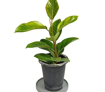 뱅갈고무나무 공기정화식물 인테리어화분 키우기쉬운식물 먼지제거식물 개업화분 1
