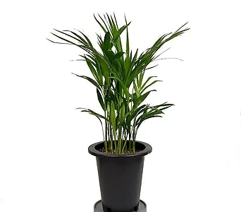 아레카야자 공기정화식물 인테리어화분 개업 집들이선물 키우기쉬운식물 1