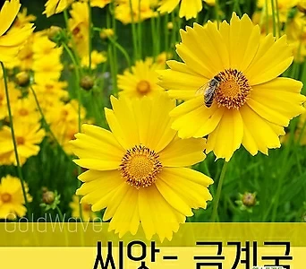 [조이가든]씨앗-금계국_1kg 씨앗 1
