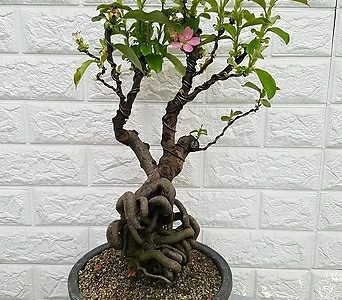 모과나무95 1