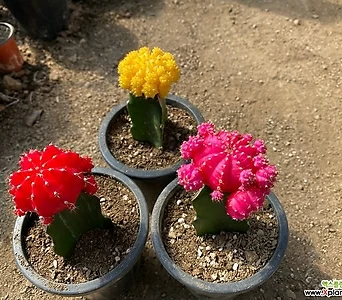 비모란 선인장 3종 세트 - 빨강,노랑,핑크 1
