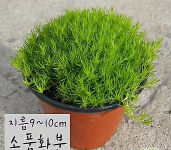 [허브여울] 향모스 (황금모스 노지월동 잔디) 지름 9cm 중품화분 1