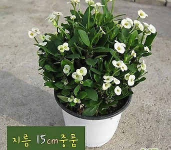 [허브여울꽃기린] 꽃기린 화이트(Crown of Thorns White 흰색) 지름 15cm 중품다육화분 1