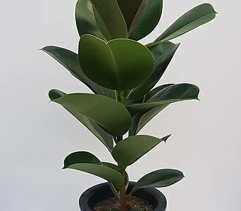 멜라니고무나무 1