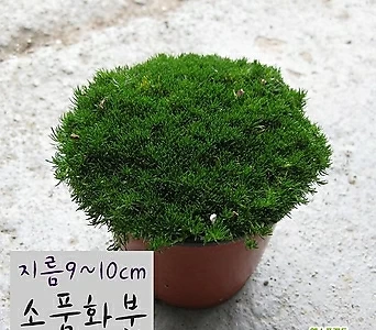[허브여울] 향모스 진초록(황금모스 노지월동 잔디) 지름 9cm 소품화분 1