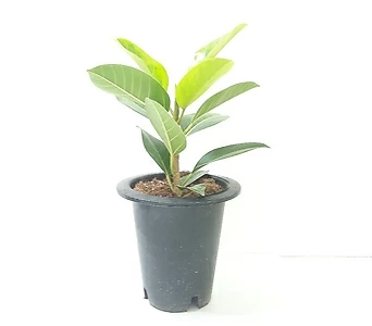 뱅갈 고무나무 (중) *쟈스민 식물* 1