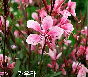 (30립)[씨앗]가우라 핑크 1