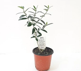 올리브나무 (소) *쟈스민 식물* 1