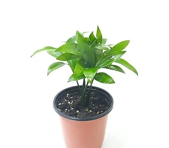 죽백나무 (소) *쟈스민 식물* 1