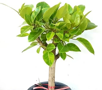 공기정화식물 뱅갈고무나무 1