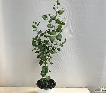 Eucalyptus / 1