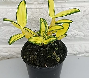 Dendrobium moniliforme - 10 1