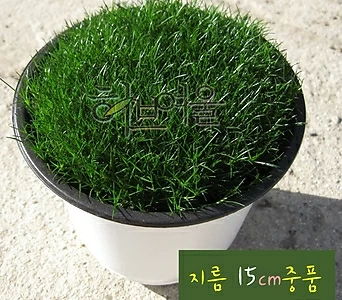 [허브여울야생화] 향모스 진초록(황금모스 노지월동 잔디) 지름 15cm 중품화분 1