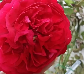 독일장미.플로렌티나.old rose 향기.예쁜 빨강색.(꽃형 예뻐요!).꽃10cm.울타리.넝쿨장미.월동가능.상태굿..늦가을까지 피고 합니다.~ 1