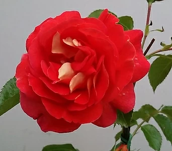 독일장미.4계.게브뤼더그림.예쁜밝은오렌지,레드,핑크색.old rose 향기.꽃7~8cm.아주예뻐요.정원관목장미.월동가능.상태굿.늦가을까지 피고 합니다.~ 1