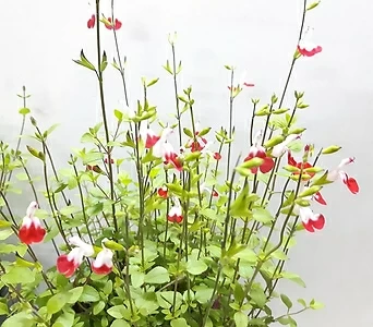 Salvia officinalis  1