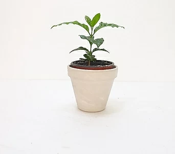 커피나무 (소) *쟈스민 식물* 1