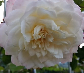 독일장미.알래스카.old rose 향기.예쁜 화이트,흰색.(꽃형 예뻐요!).꽃8~10cm.울타리.넝쿨장미.월동가능.상태굿..늦가을까지 피고 합니다.~ 1