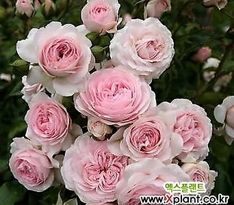 독일장미.4계.라리사.사랑스런 핑크색.old rose 향기.꽃5~6cm.아주예뻐요.정원장미.월동가능.상태굿.늦가을까지 피고 합니다.~~ 1