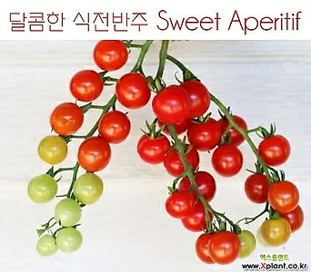 달콤한 식전반주 Sweet Aperitif 방울토마토 달콤한 희귀토마토 교육체험용 세트 1