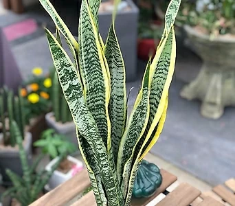 농장직영 산세베리아 중형 공기정화식물 70cm 1