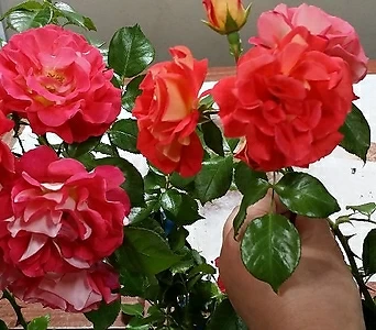 독일장미.4계.게브뤼더그림.예쁜밝은오렌지,레드,핑크색.old rose 향기.꽃7~8cm.아주예뻐요.정원관목장미.월동가능.상태굿.늦가을까지 피고 합니다.~~ 1