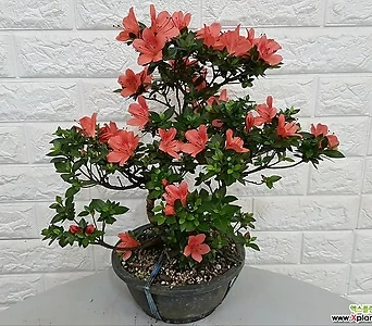 Rhododendron schlippenbachii 65 1