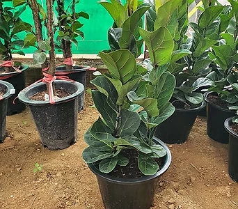 떡갈고무나무 (신상)3대 공기정화식물 1