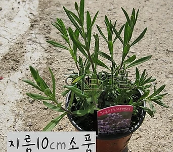 Lavandula angustifolia []     10cm 1