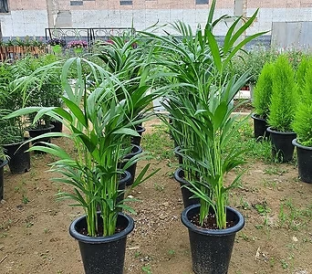 아레카야자(공기정화식물)키약50~60cm 1