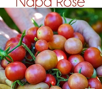 나파 로제 Napa Rose 1