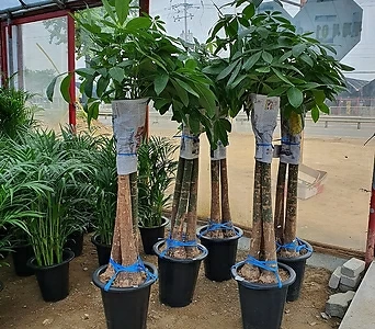 파키라 (신상)공기정화식물 키약170cm 한정수량판매 1