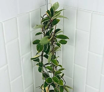 Hoya carnosa 50cm 1