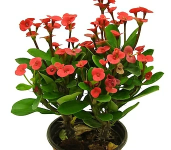 꽃기린(빨강/레드/적색꽃) 다육이 선인장 사계절 키우기쉬운식물 1
