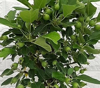 사과나무 - 애기사과나무35 1