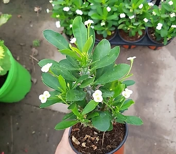 Euphorbia milii 35 1