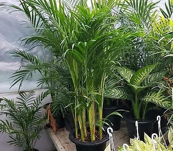 아레카야자 공기정화식물 1m이상 1