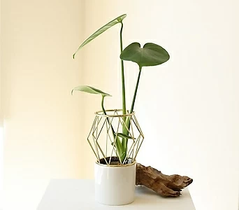 몬스테라 골드프레임 세라믹 화병+식물 SET _ 공기정화 수경재배식물 1