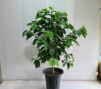 커피나무 대형/공기정화식물/반려식물/온누리 꽃농원 1