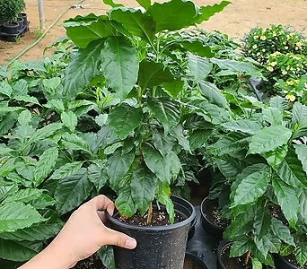 커피나무 (신상 열매류식물)  1