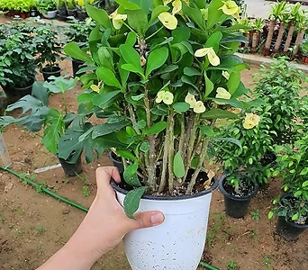 꽃기린 왕꽃기린 (신상 꽃식물) 한정수량판매인기식물 1
